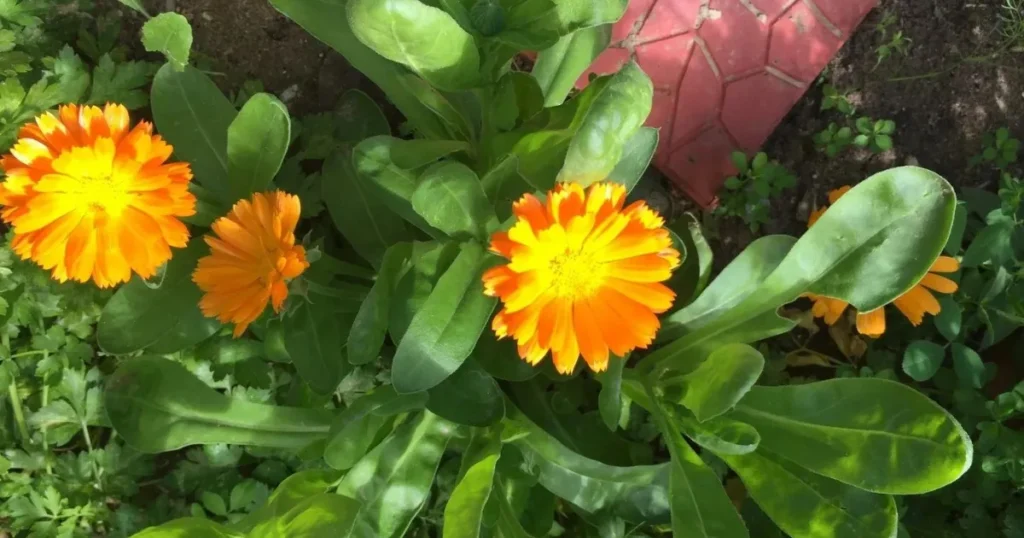Calendula