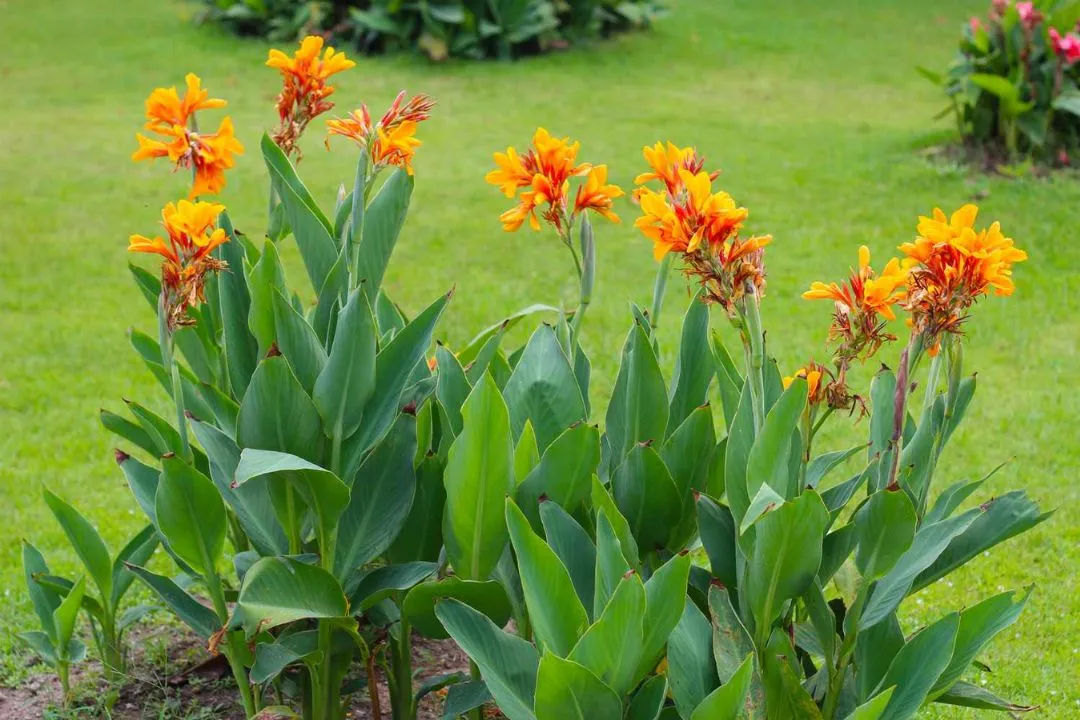 Canna Lilies