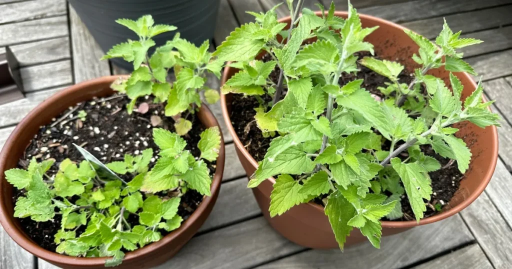 Catnip