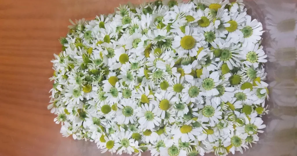 Chamomile