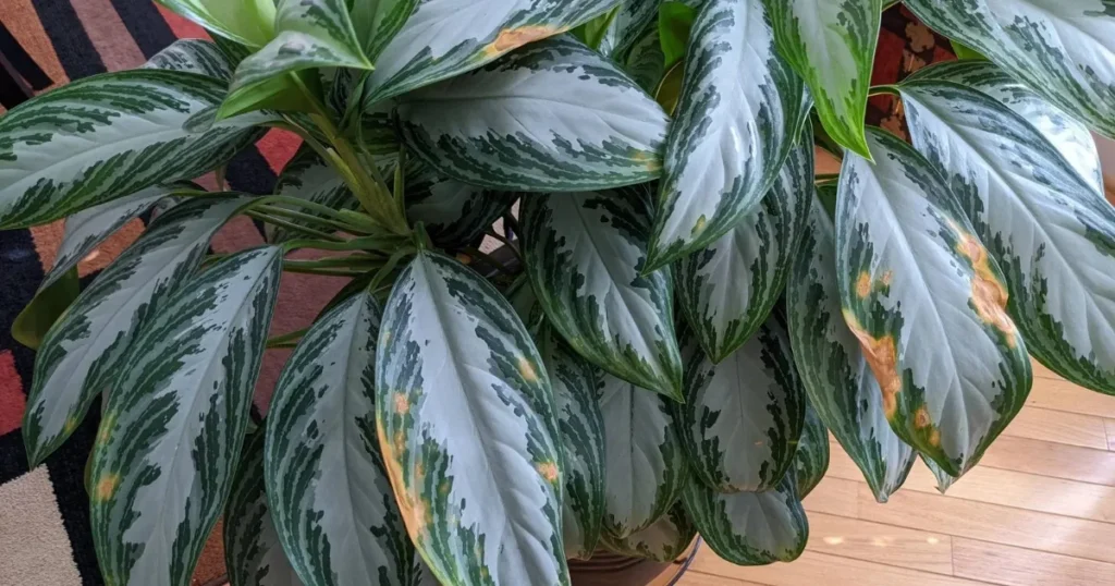 Chinese Evergreen