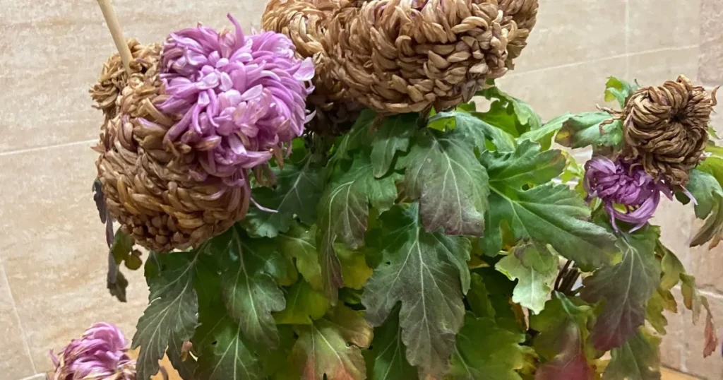 Chrysanthemum