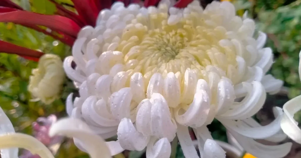Chrysanthemums