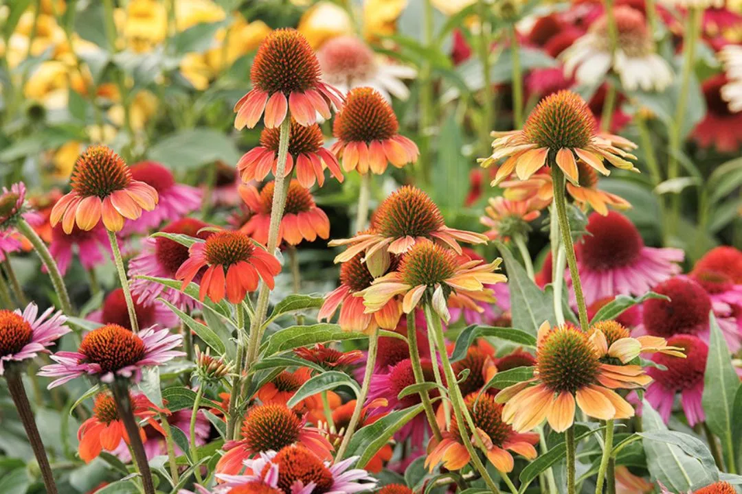 Coneflowers (Echinacea)
