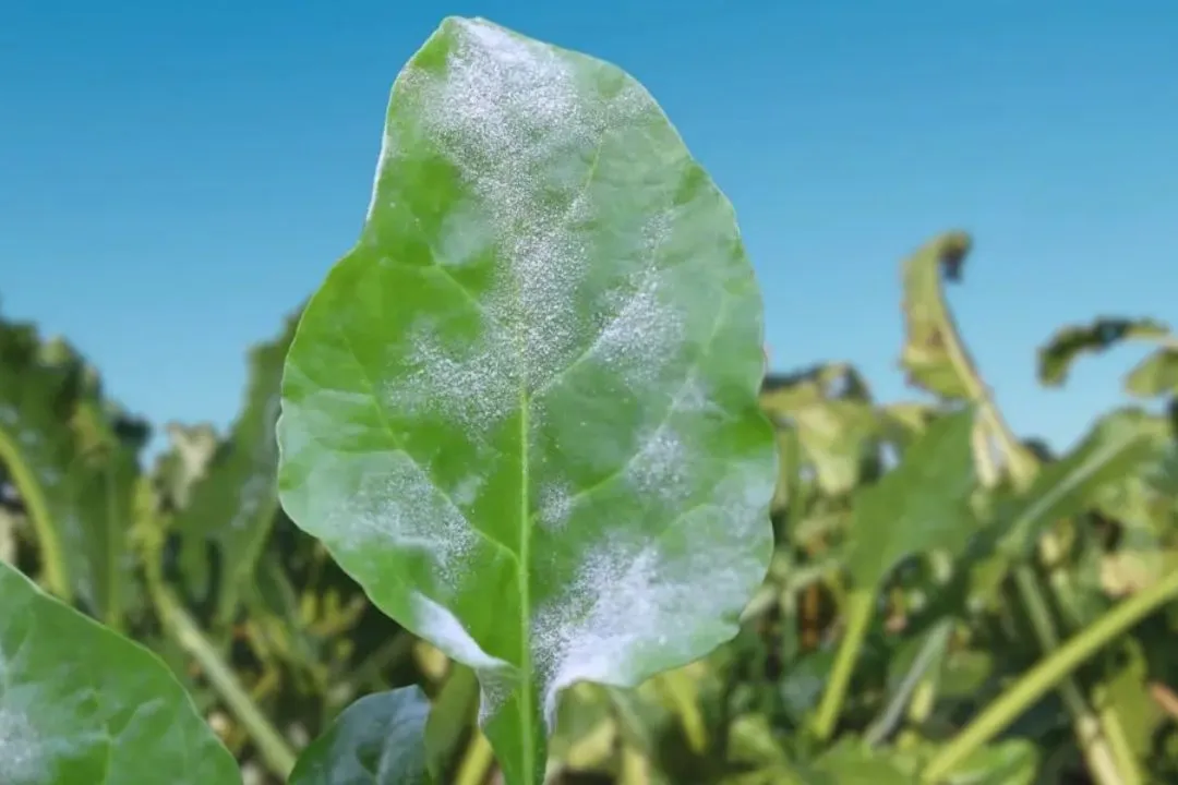 Dealing with Powdery Mildew