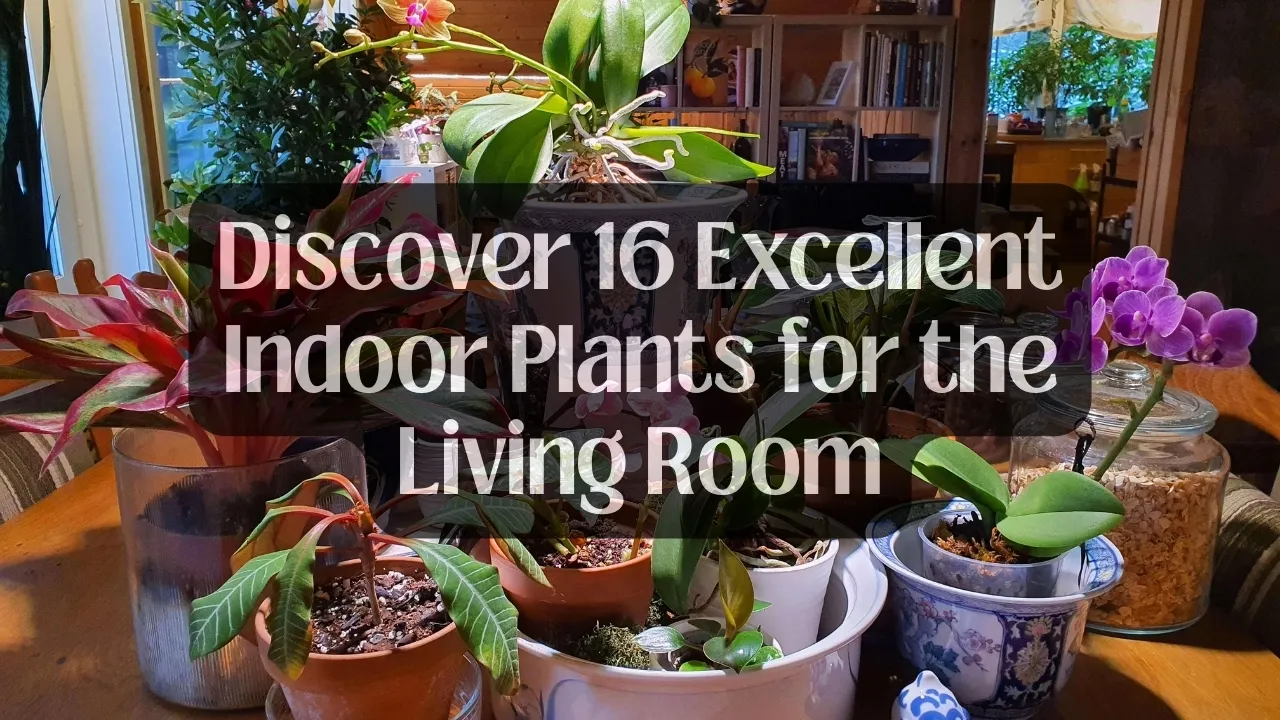 Discover 16 Excellent Indoor Plants for the Living Room