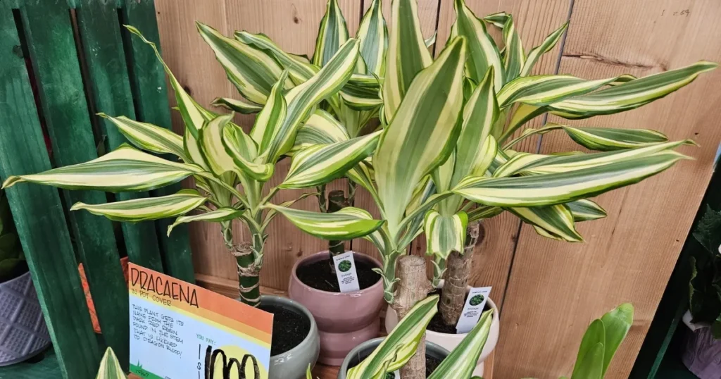 Dracaena