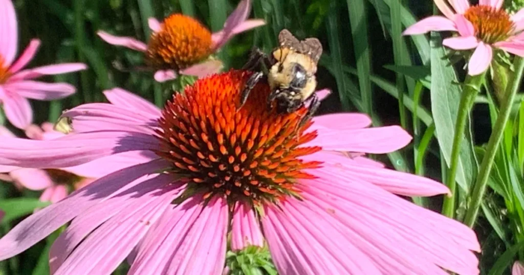 Echinacea