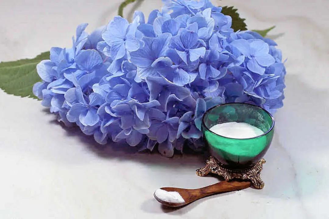 Extend the Life of Cut Flowers