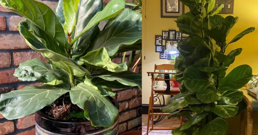 Fiddle Leaf Fig