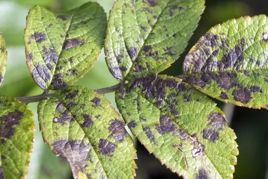 Fungal Infections