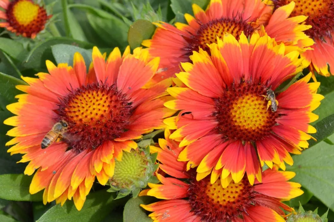 Gaillardia (Blanket Flower)