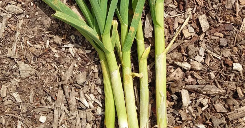 Garlic