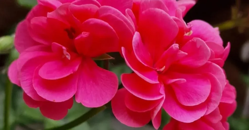 Geraniums Pack