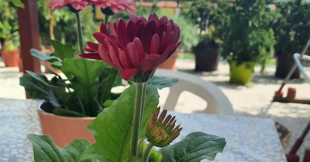 Gerbera Daisy