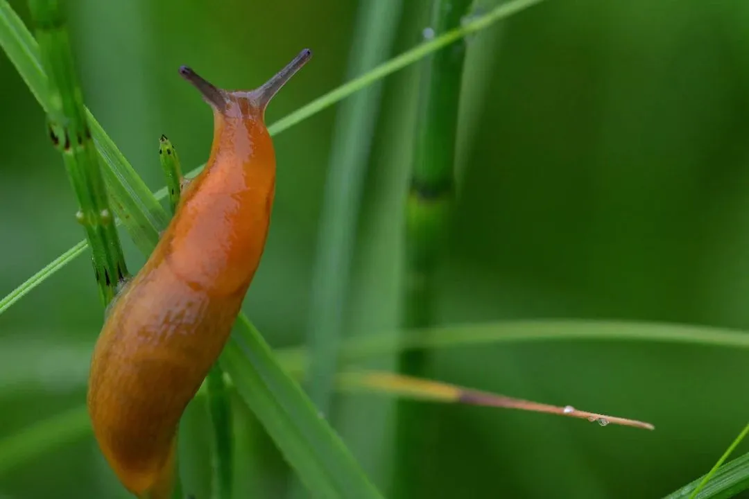 Get Rid of Slugs and Snails