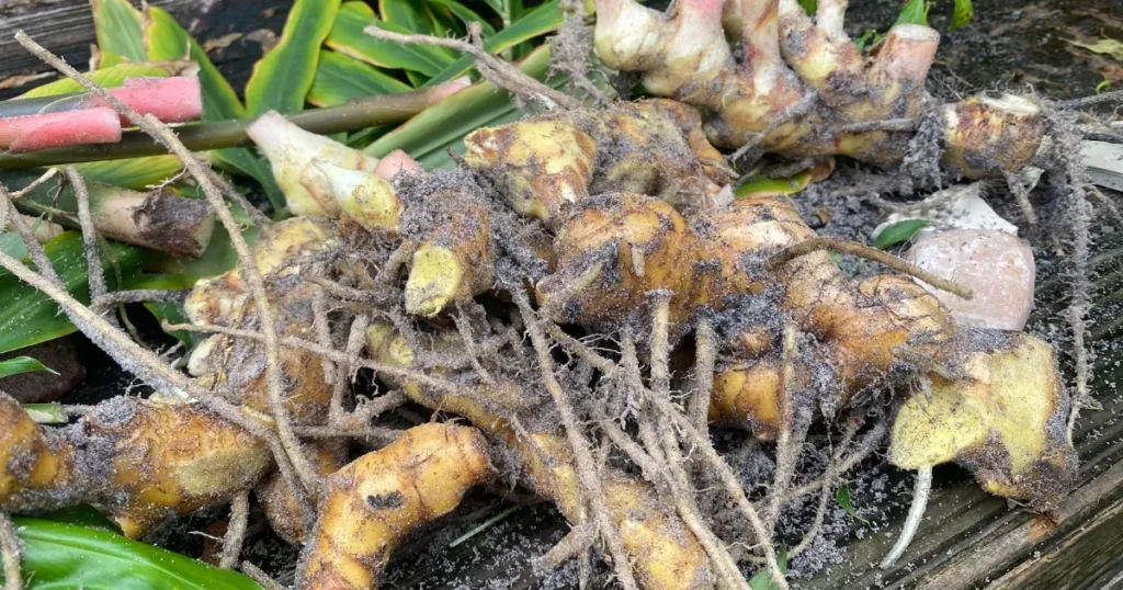 Ginger