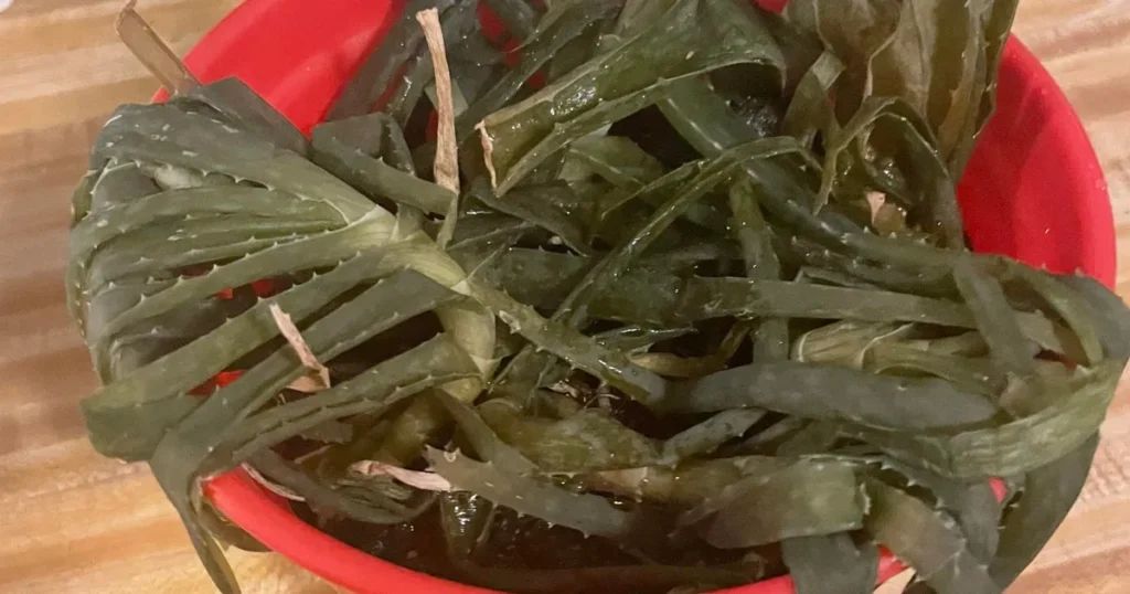 How Can You Tell If Your Aloe Vera Is Too Cold?