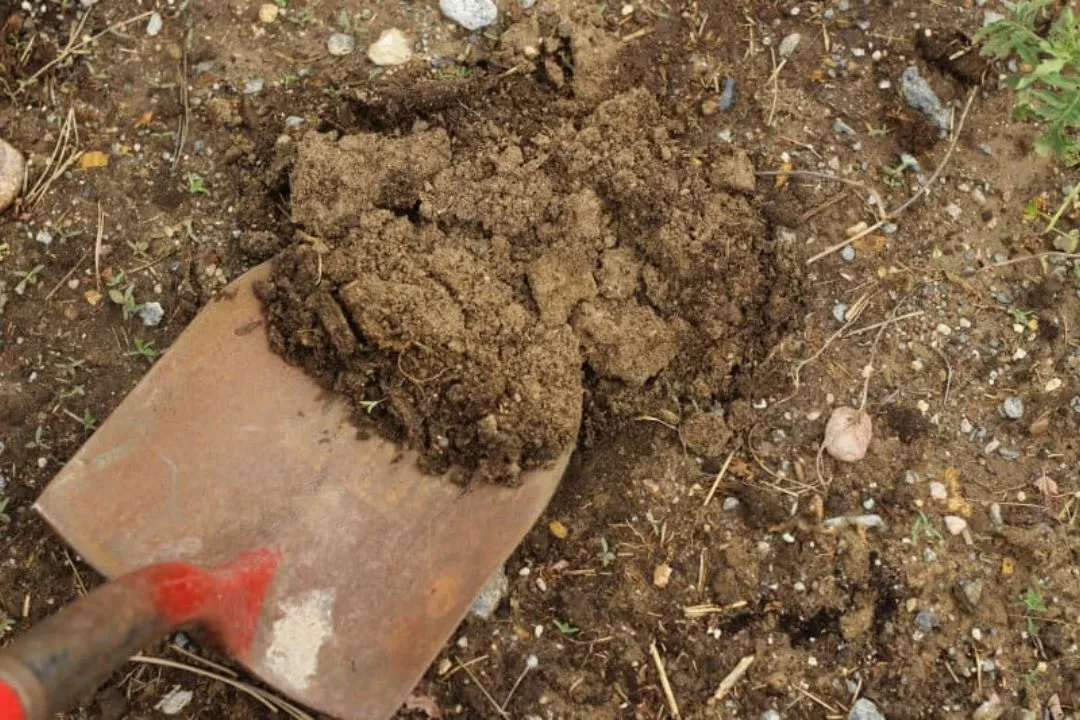 Improper Potting Mix