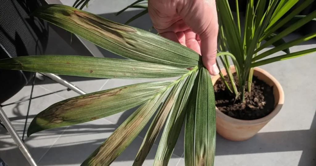 Kentia Palm