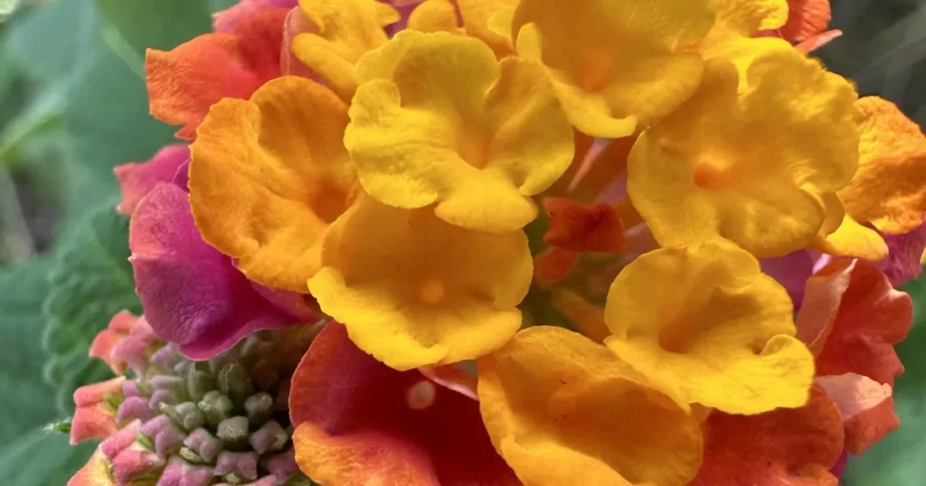 Lantana Light