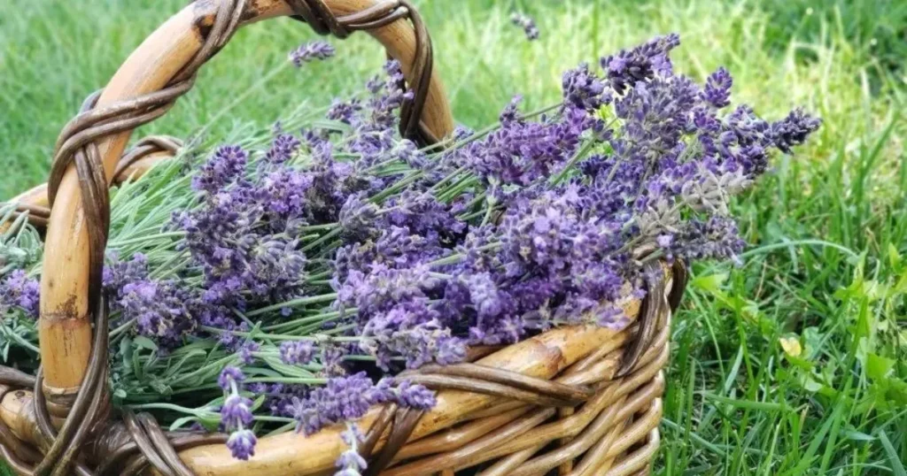Lavender