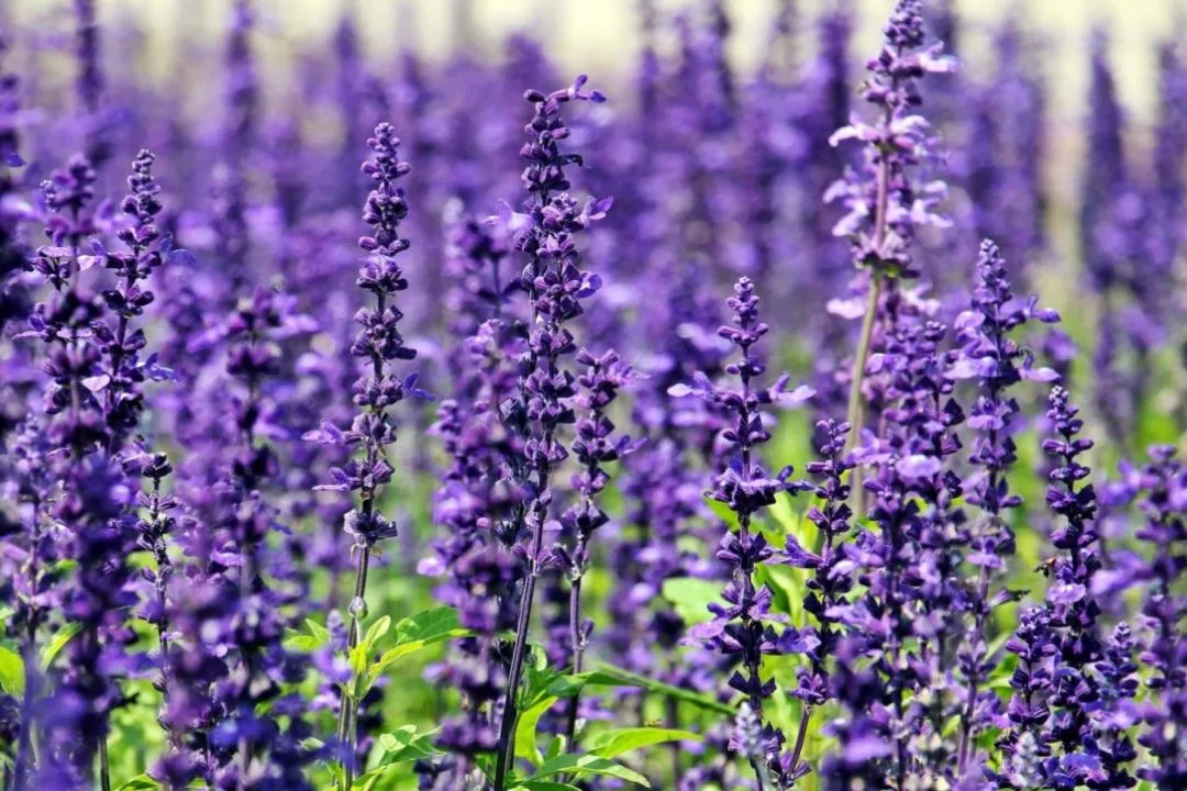 Lavender