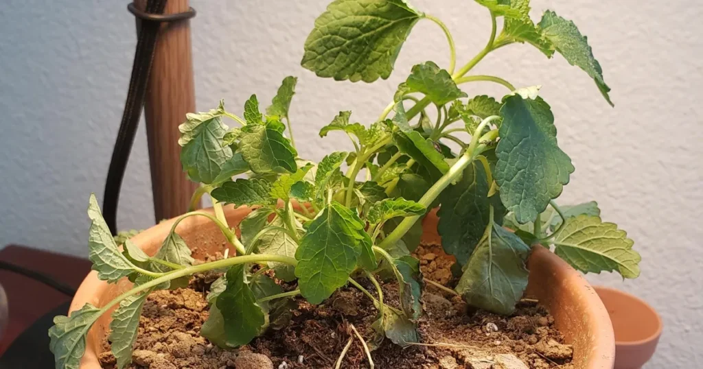 Lemon Balm