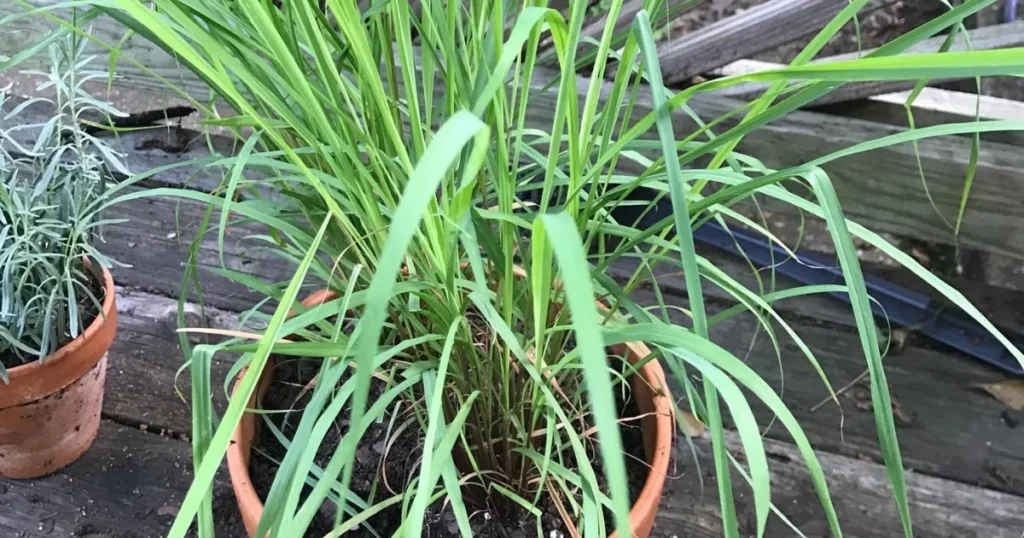 Lemongrass