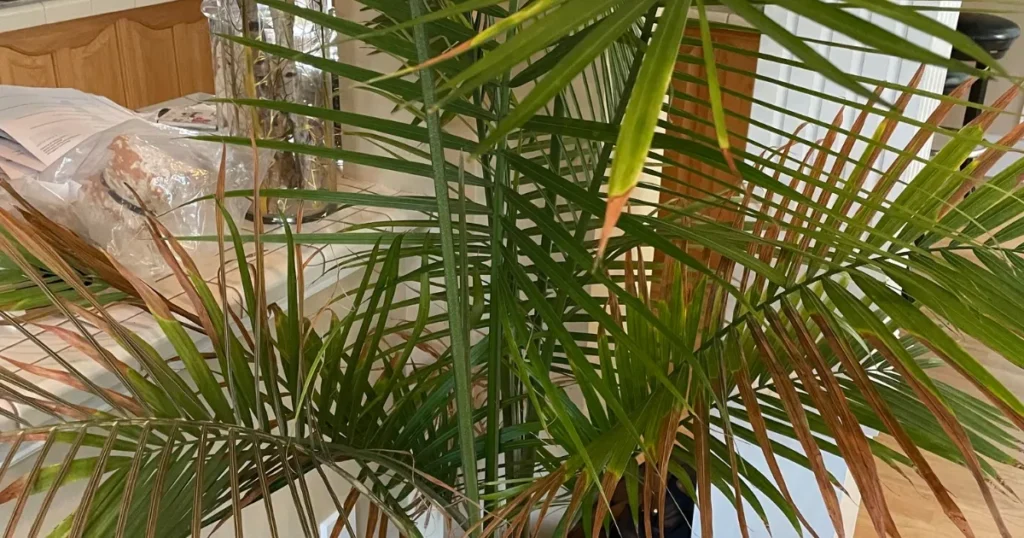 Majesty Palm