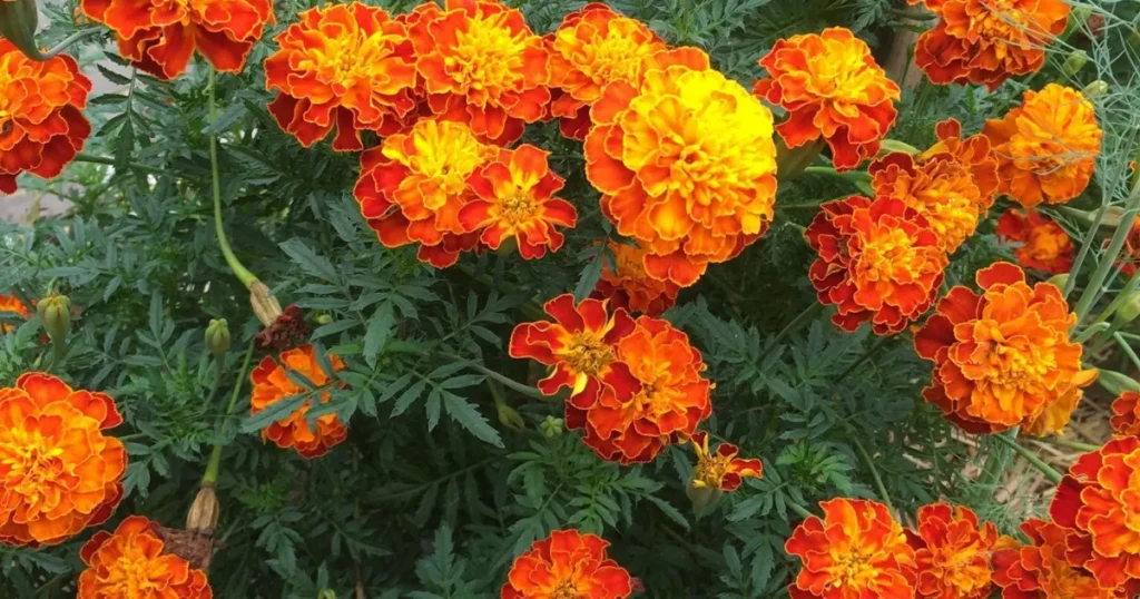 Marigolds