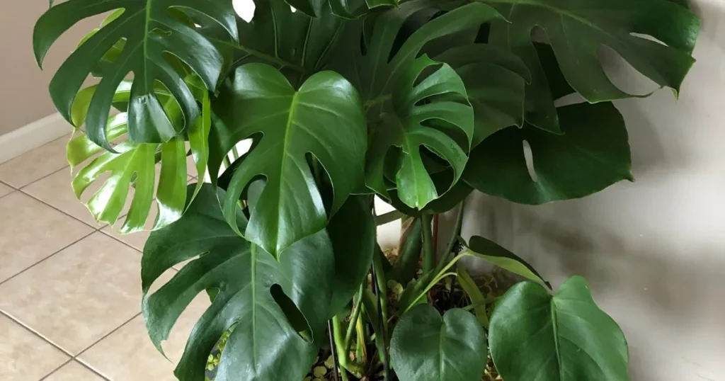 Monstera Deliciosa