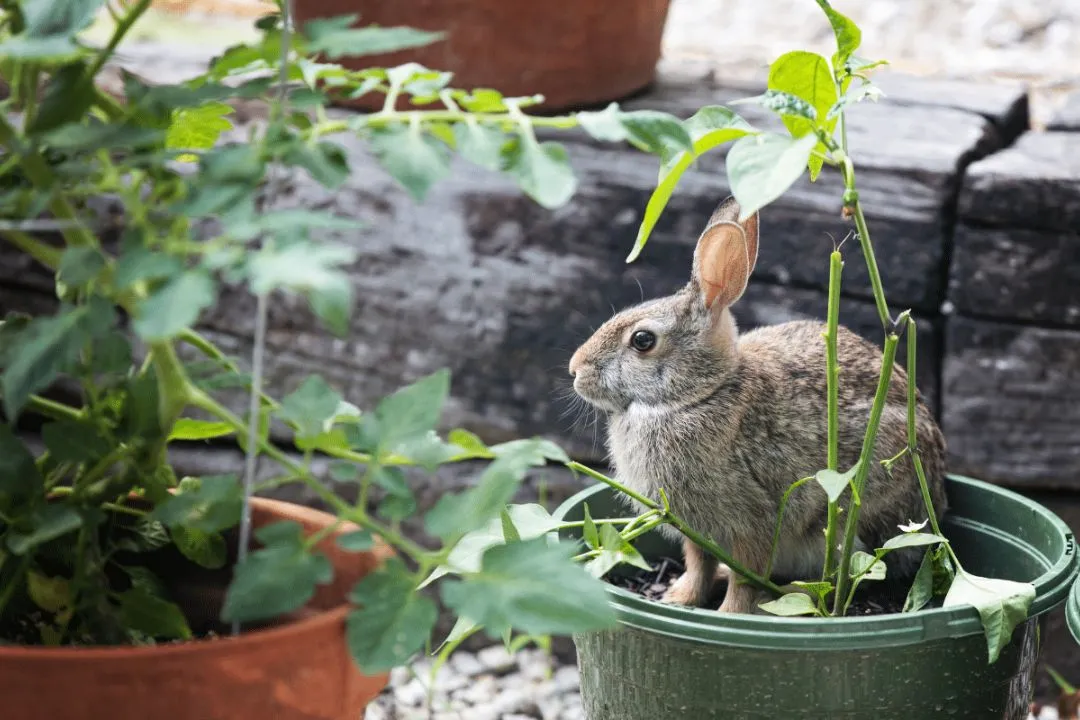 Natural Way to Deter Rabbits