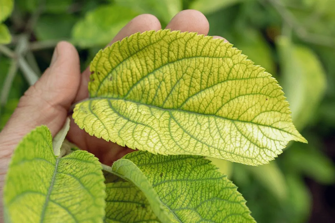 Nutrient Deficiency