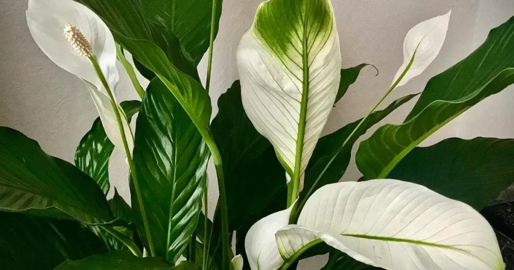 Peace Lily