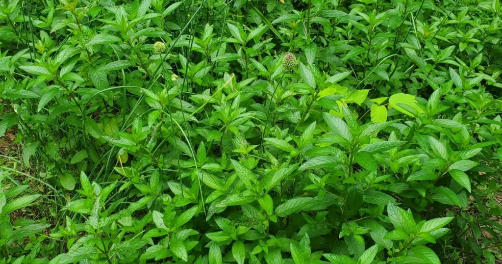Pennyroyal