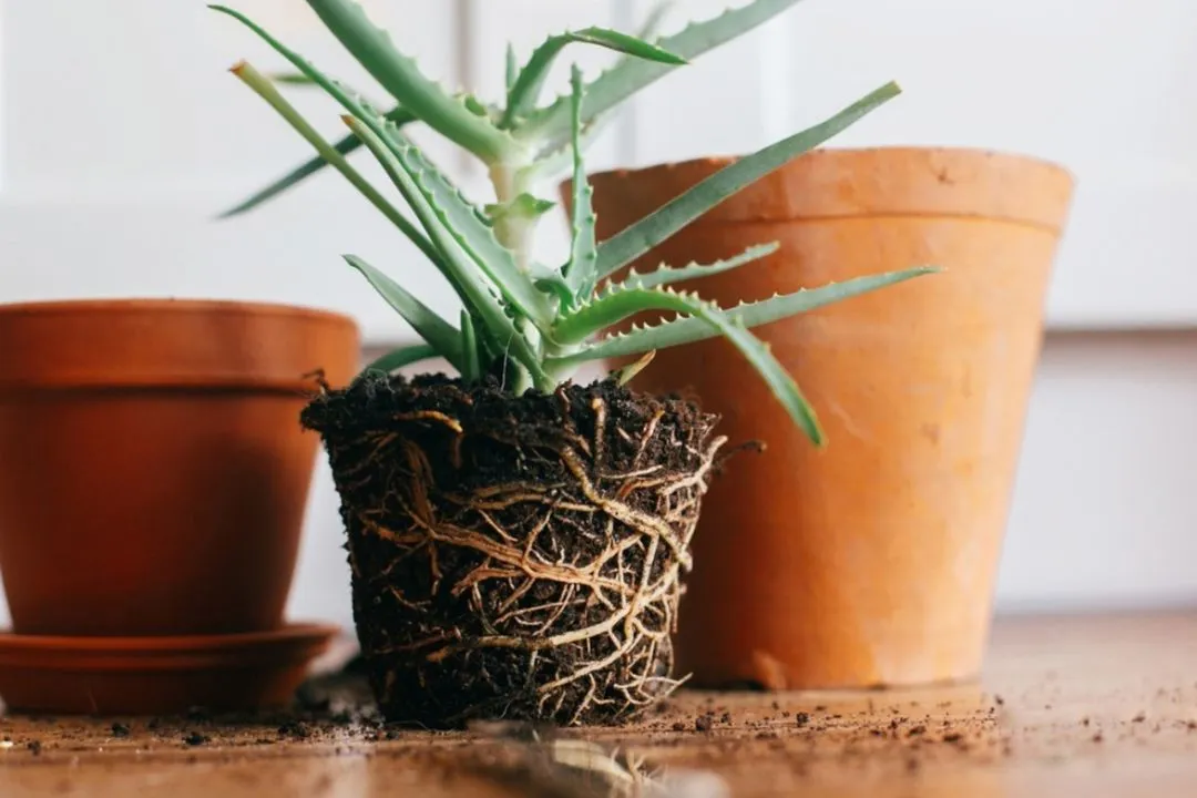 Root Bound