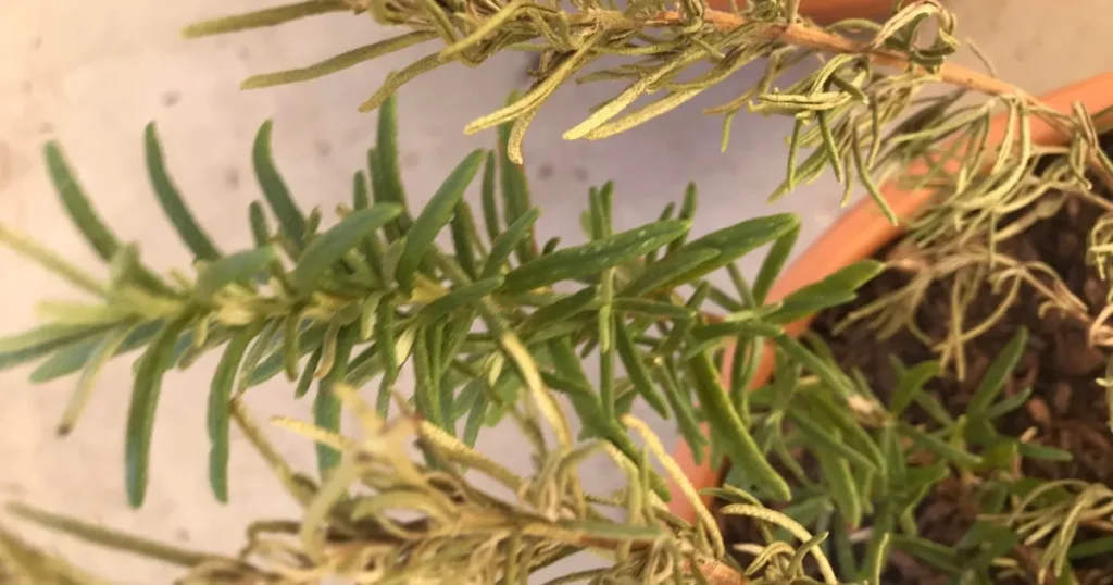 Rosemary
