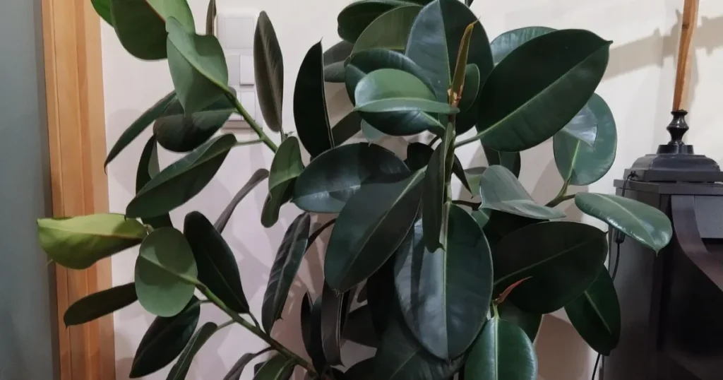 Rubber Plant