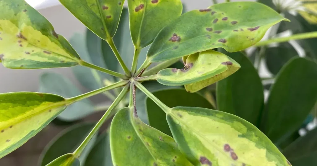 Schefflera