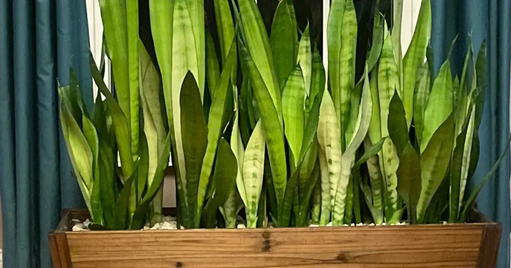 Snake Plant