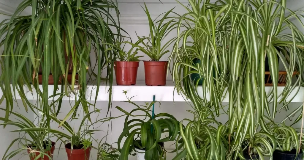Spider Plant