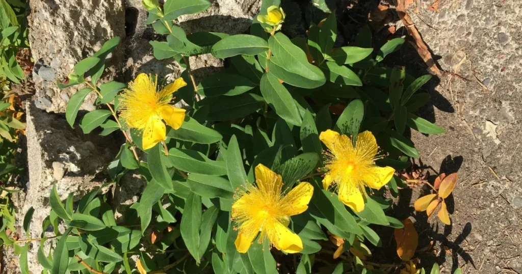 St. John's Wort