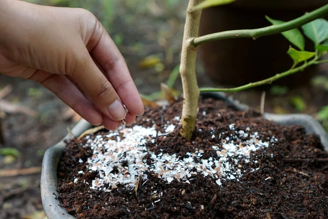Sweeten Acidic Soil