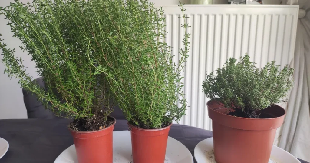 Thyme
