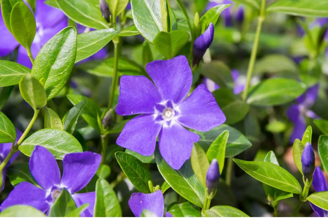 Vinca (Periwinkle)