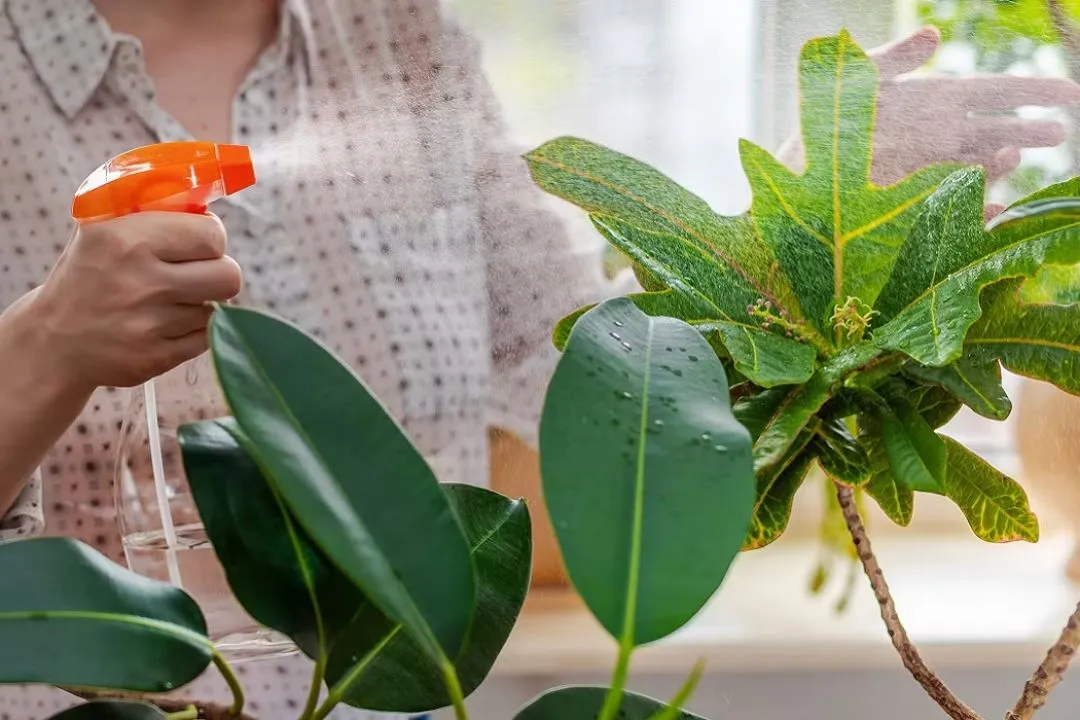 Want to Boost Your Plants' Nutrient Uptake