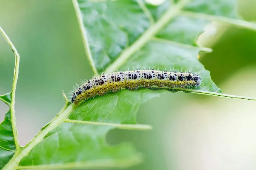 Want to Say Goodbye to Cabbage Worms