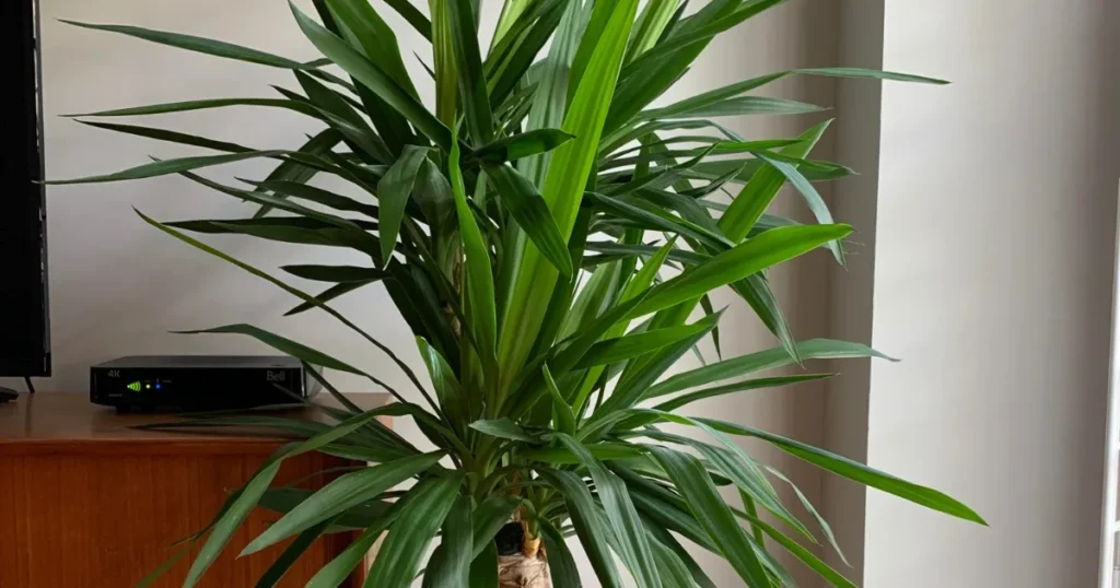 Yucca