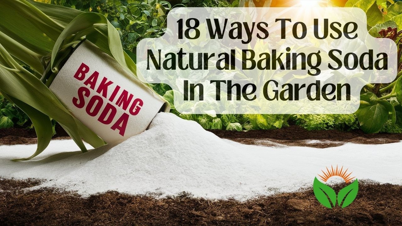 18 ways to use natural Baking Soda in the garden